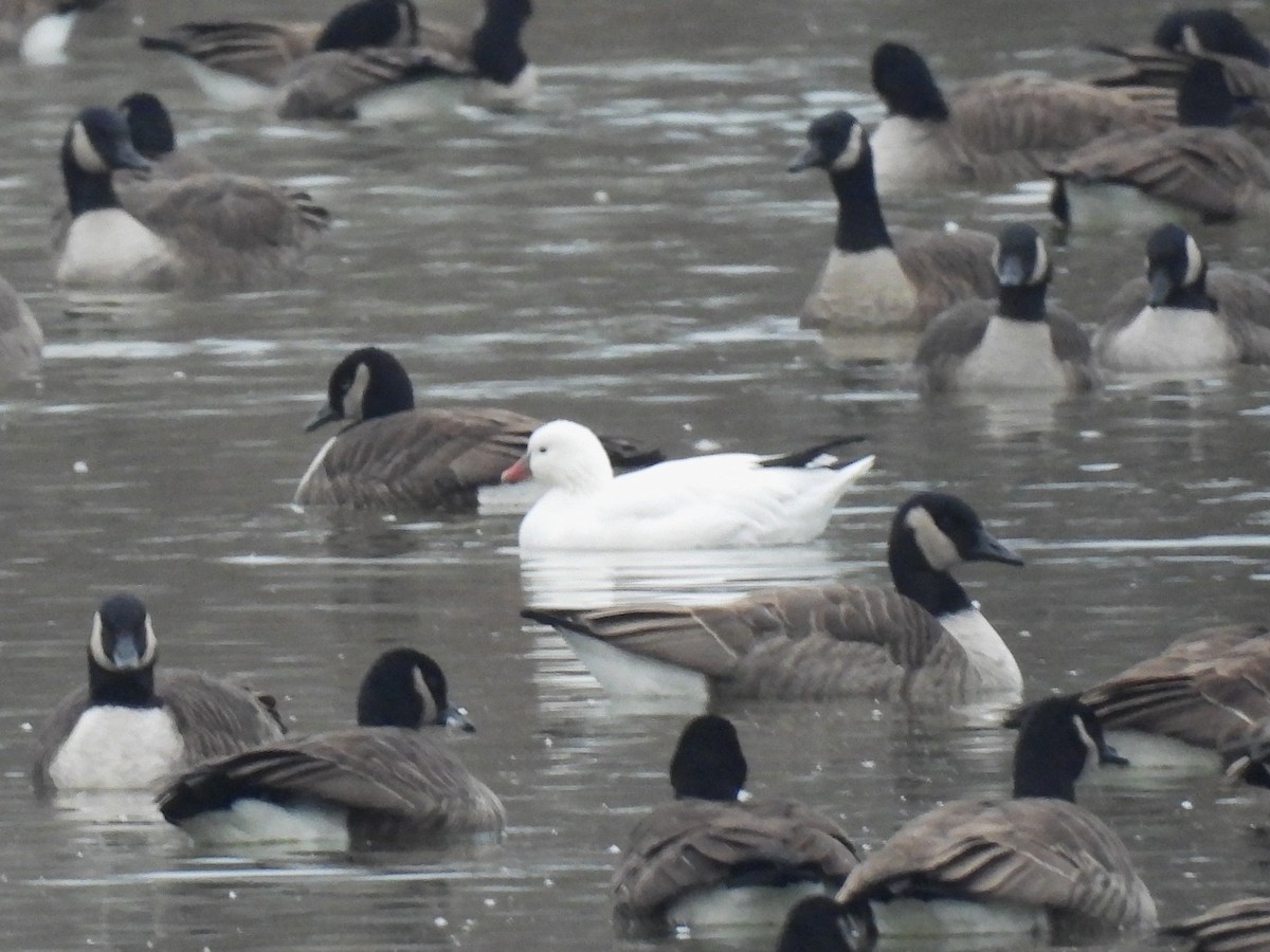 Гуска Роса - ML646513017