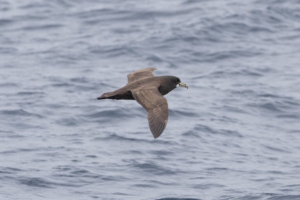 White-chinned Petrel - ML646513018