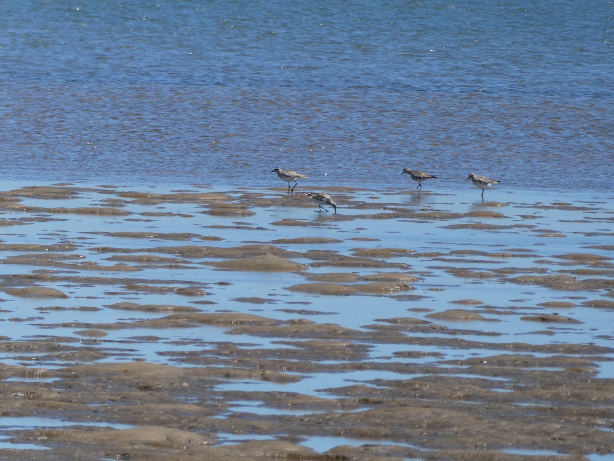 Black-bellied Plover - ML646513019