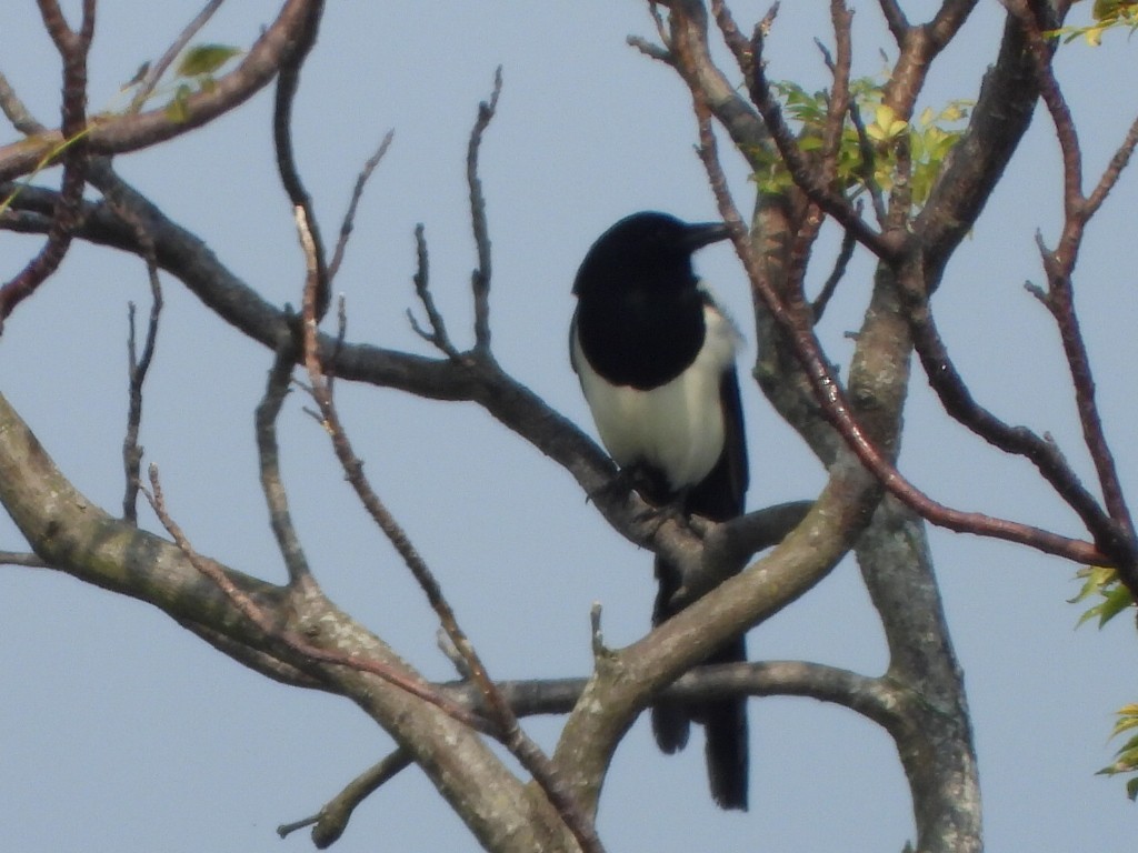 Orientelster - ML646513020