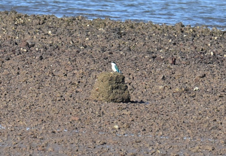 Sacred Kingfisher - ML646513022