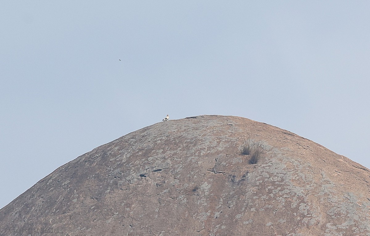 Sai zuria - ML646513024