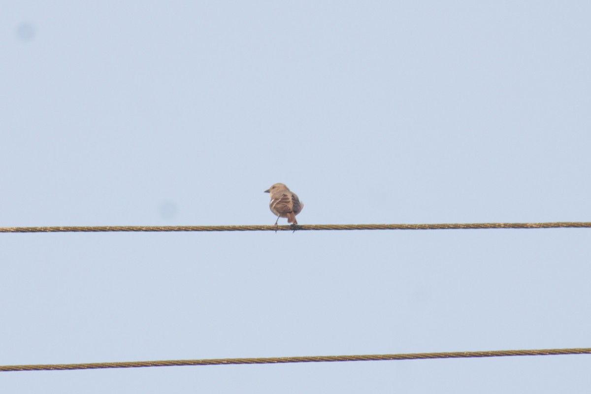 Yellow-throated Sparrow - ML646513028
