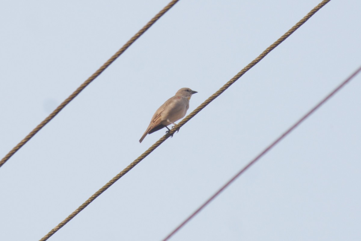 Yellow-throated Sparrow - ML646513029