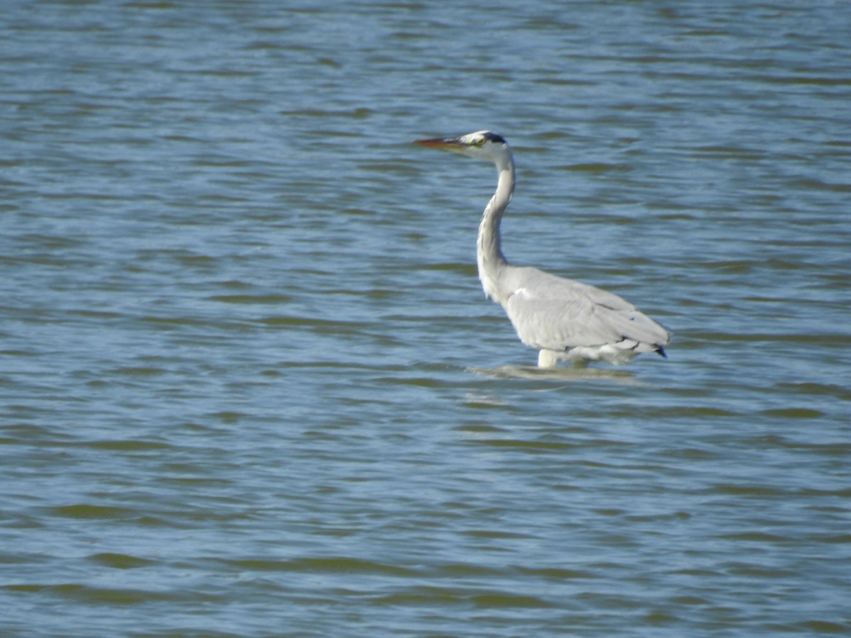 Gray Heron - ML646513037