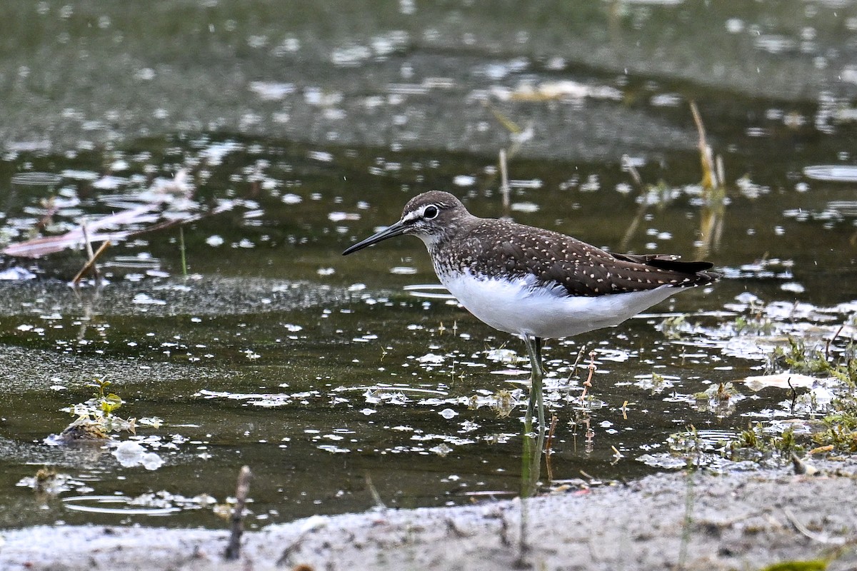 vodouš kropenatý - ML646513038