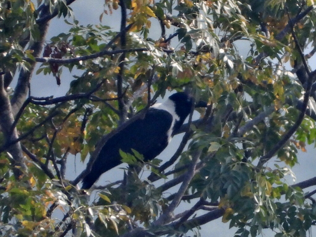 Halsbandkrähe - ML646513039