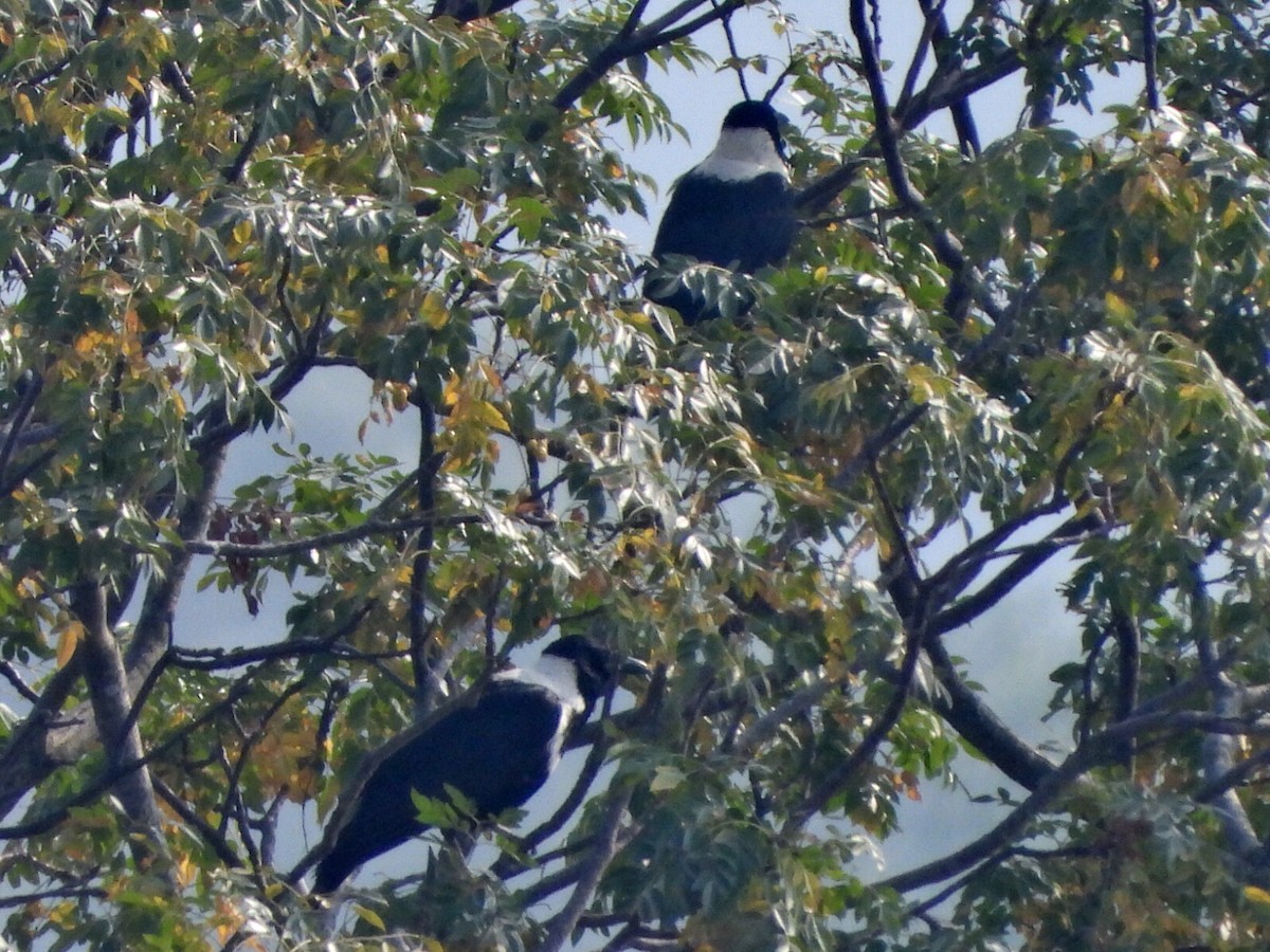 Halsbandkrähe - ML646513040