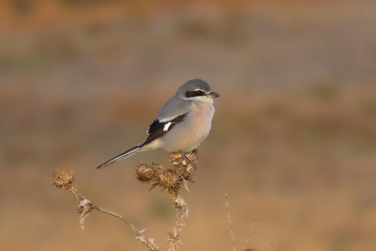 Iberian Gray Shrike - ML646513042