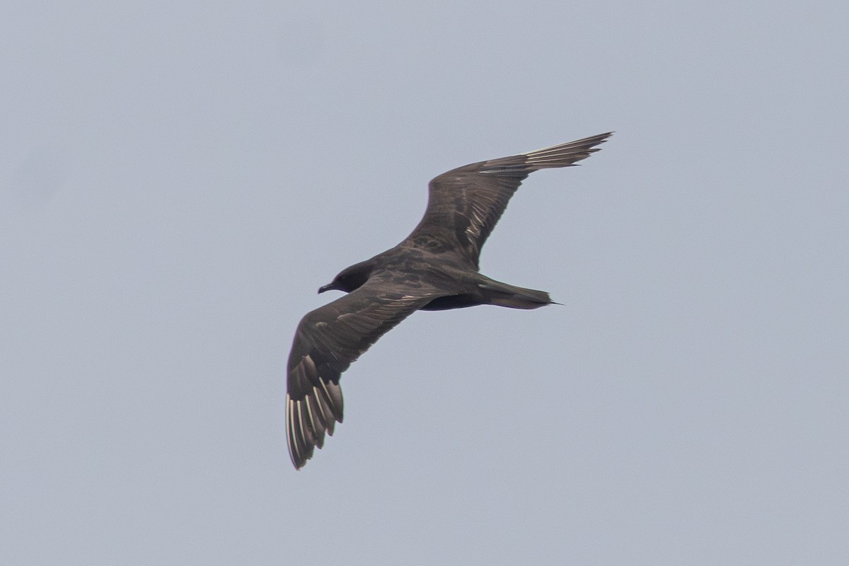 Parasitic Jaeger - ML646513044