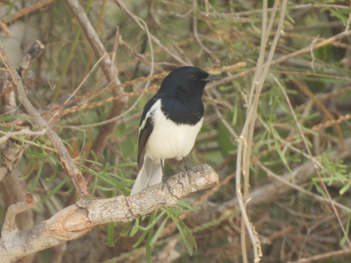 Shama de Madagascar - ML646513045