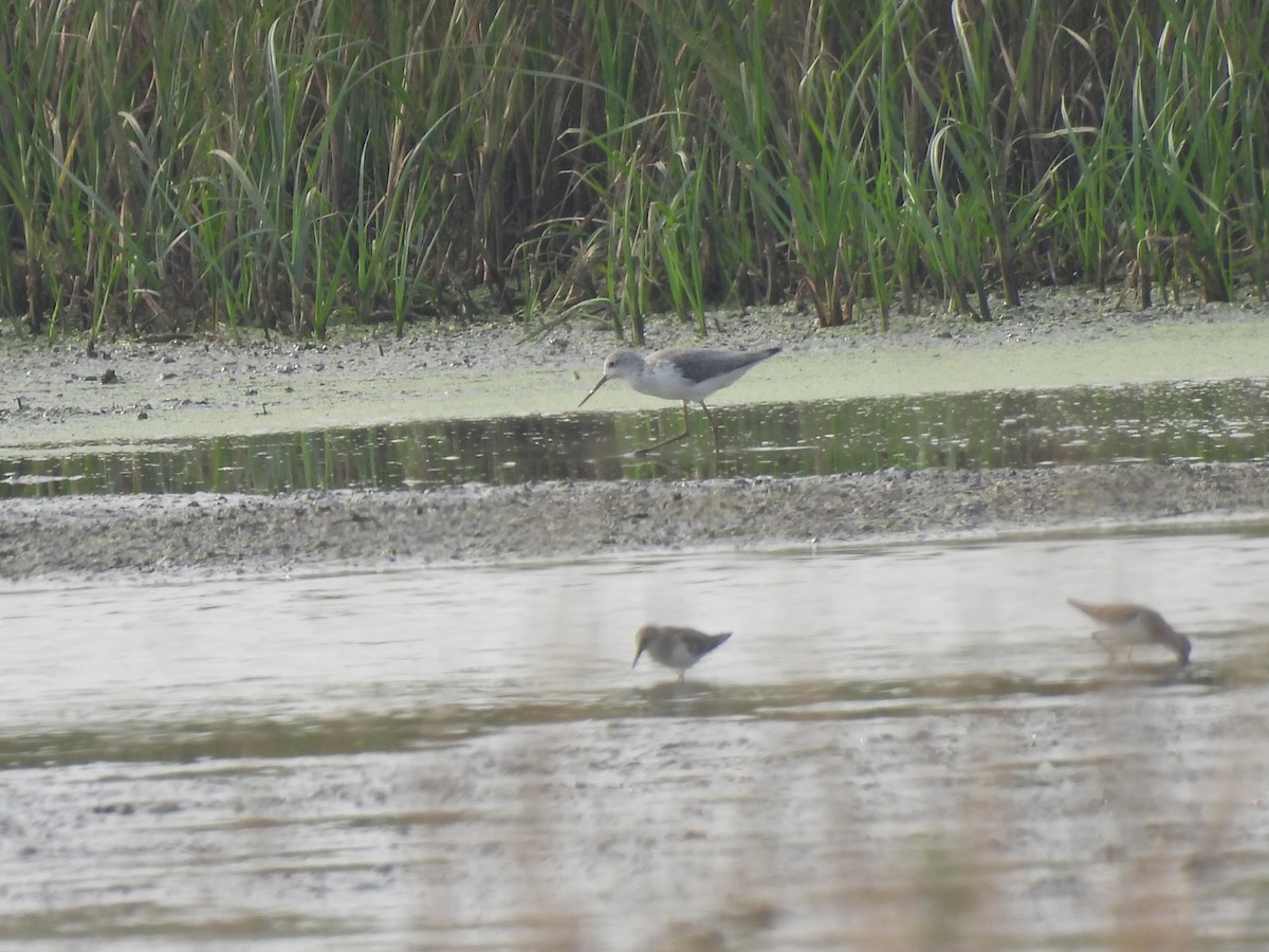 Teichwasserläufer - ML646513047