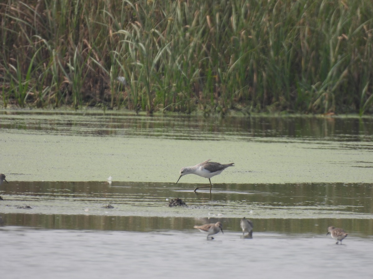 Teichwasserläufer - ML646513048