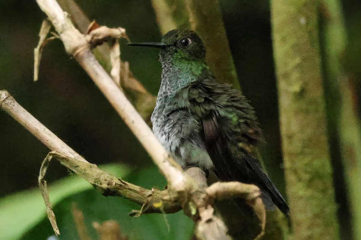 Greenish Puffleg - ML646513049