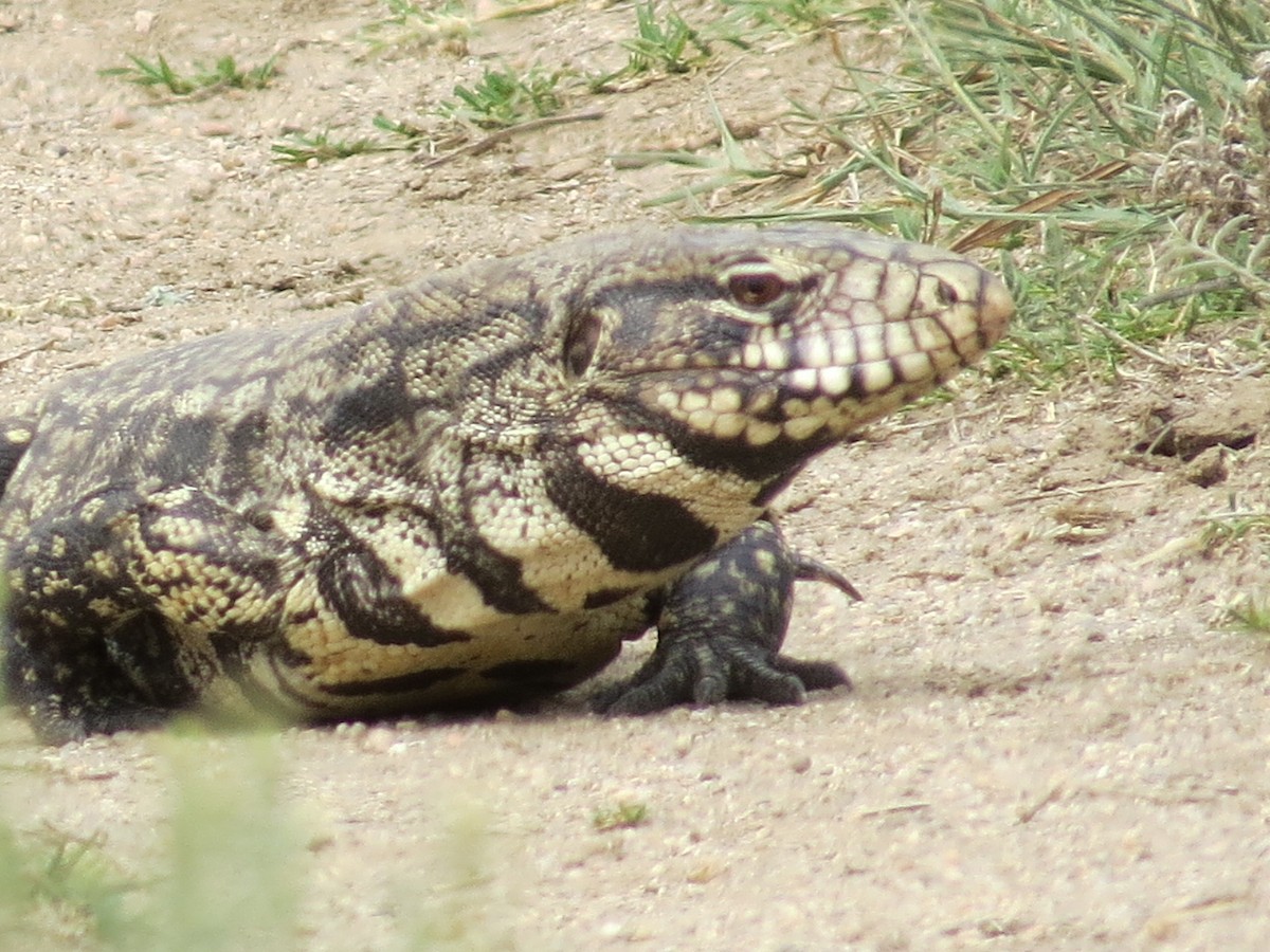 Animals - ML646513050