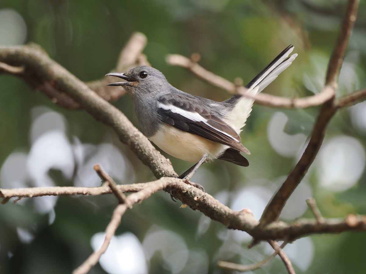 Oriental Magpie-Robin - ML646513051