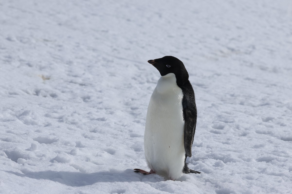 Adelie Penguin - ML646513052