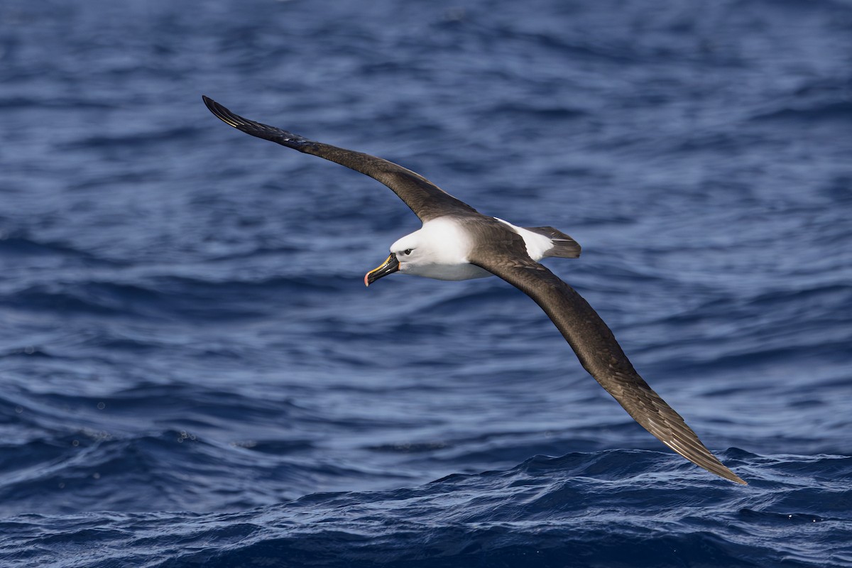 Indian Yellow-nosed Albatross - ML646513053