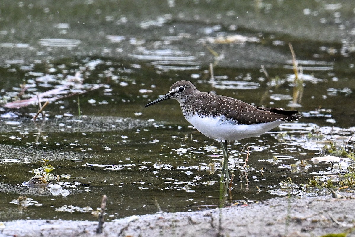 vodouš kropenatý - ML646513054