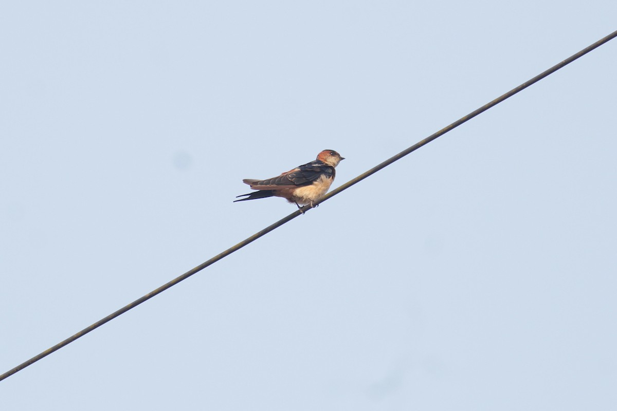 Eastern Red-rumped Swallow - ML646513055