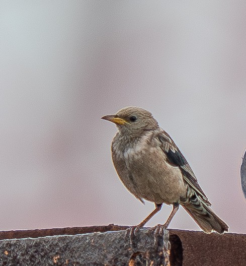 Rosy Starling - ML646513058