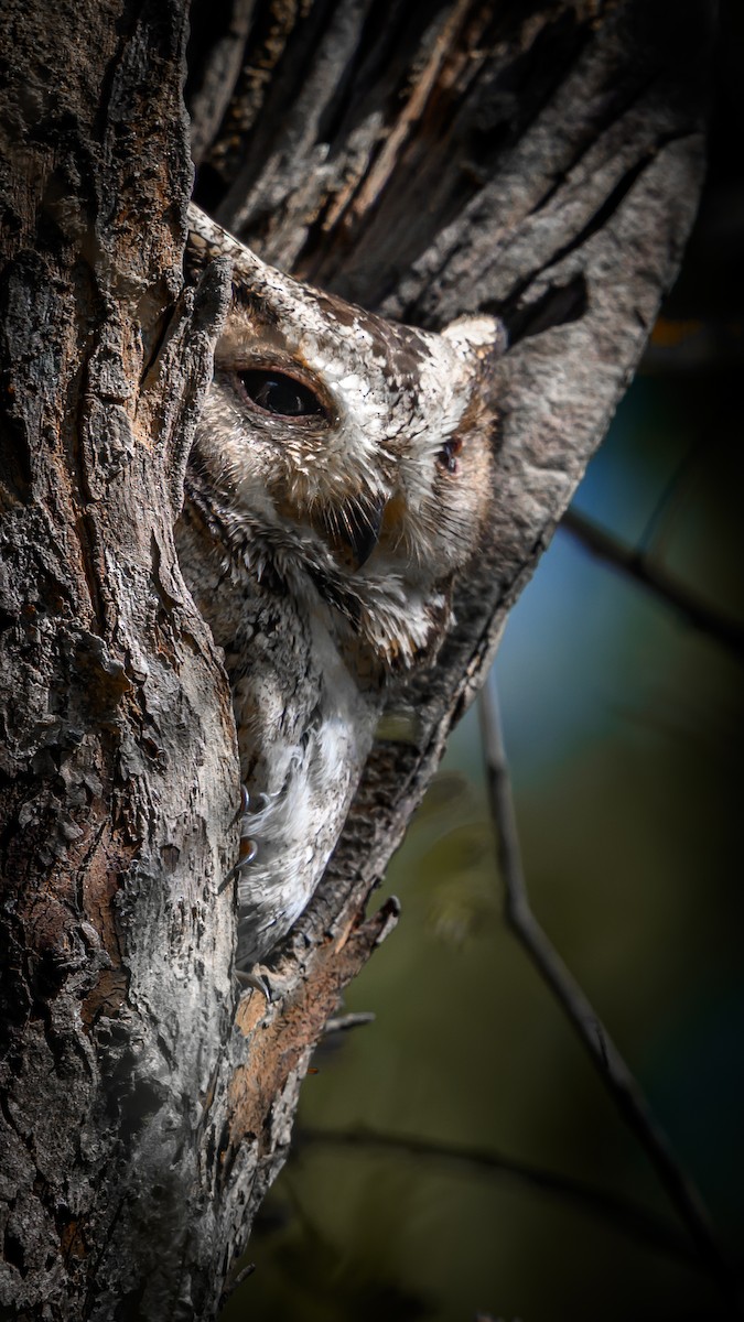 Indian Scops-Owl - ML646513059