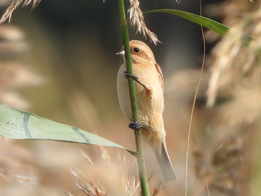 Chinabeutelmeise - ML646513060