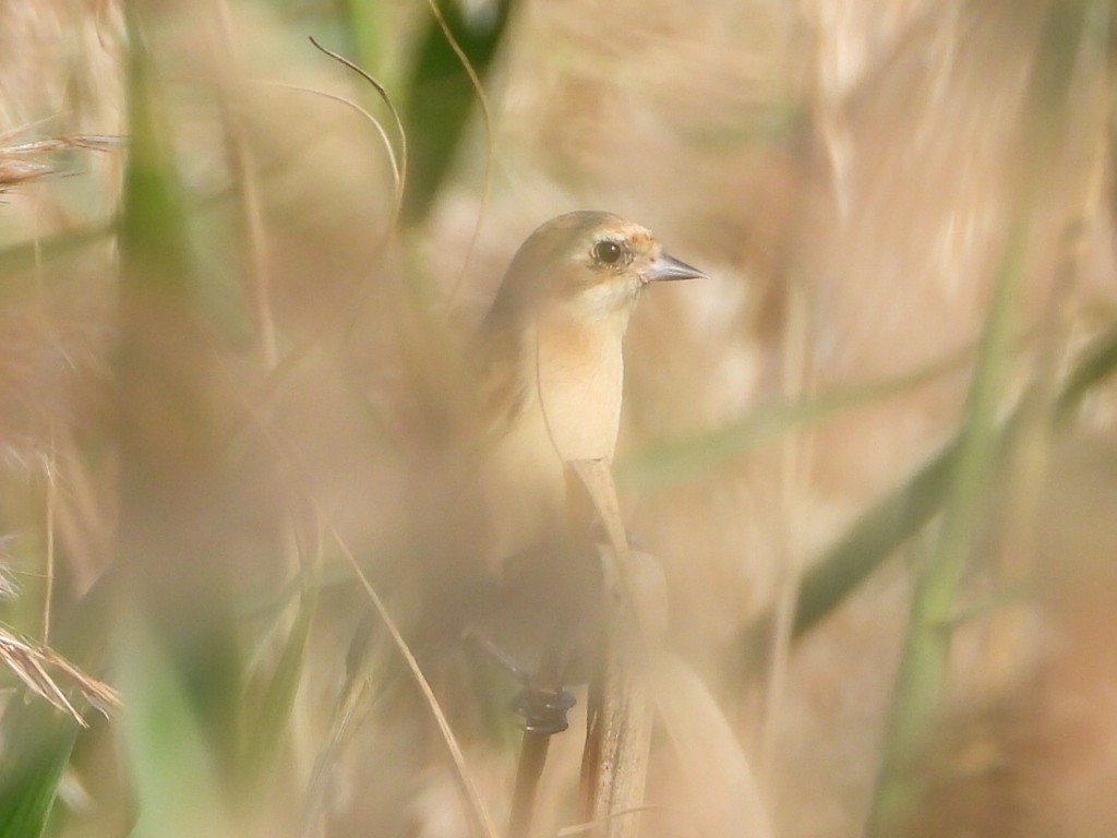 Chinabeutelmeise - ML646513061