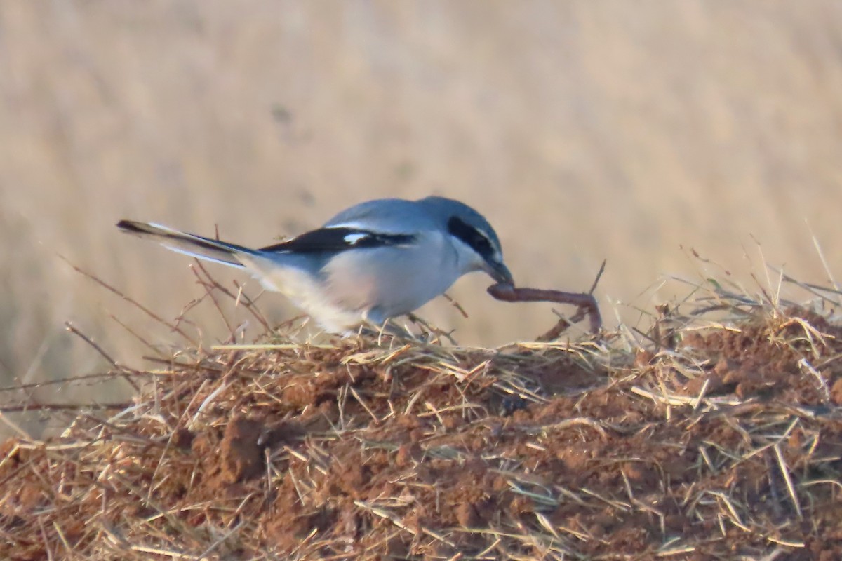 Iberian Gray Shrike - ML646513062