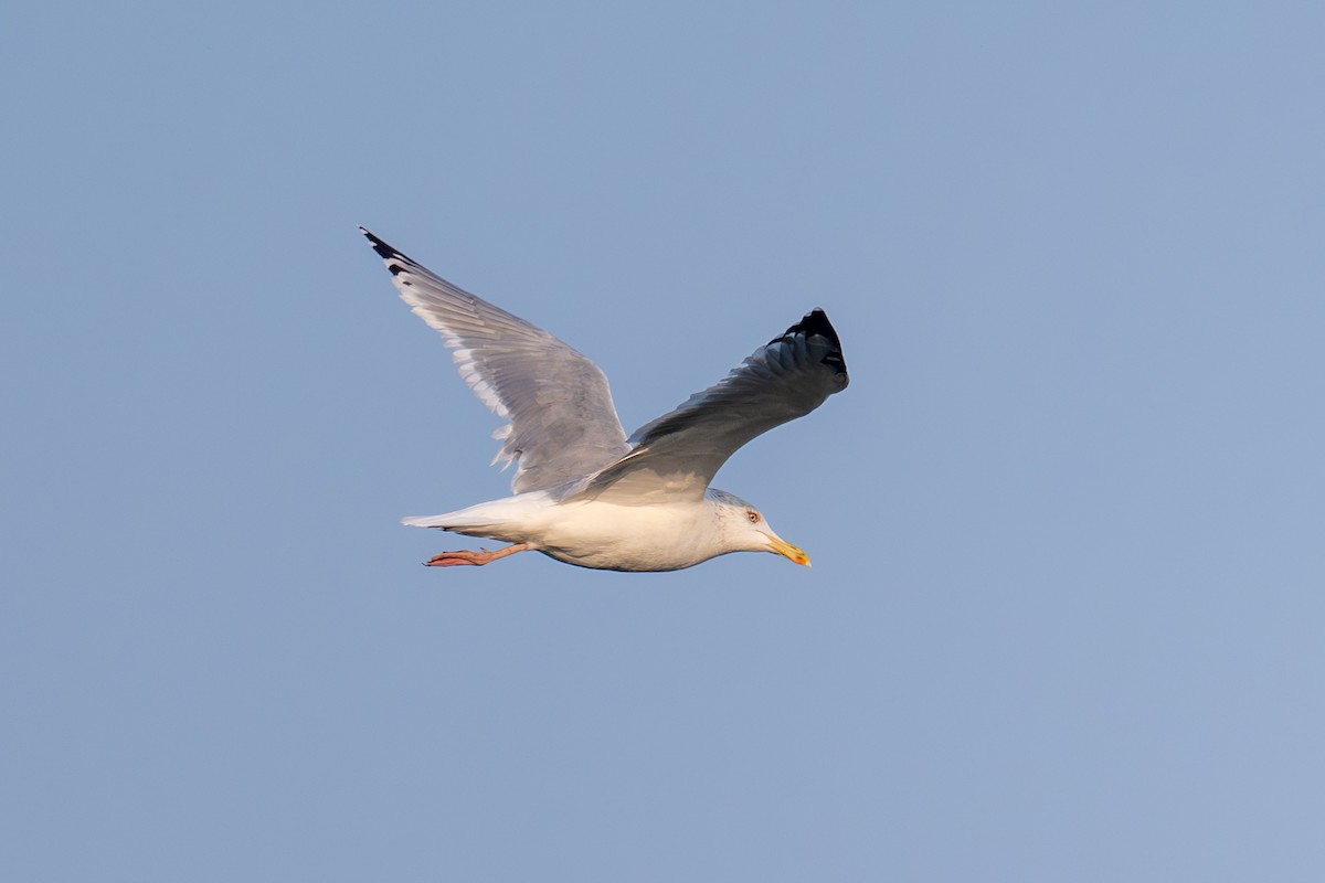 Vega Gull - ML646513063