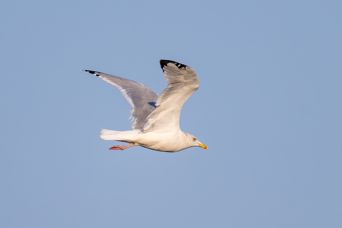 Vega Gull - ML646513064
