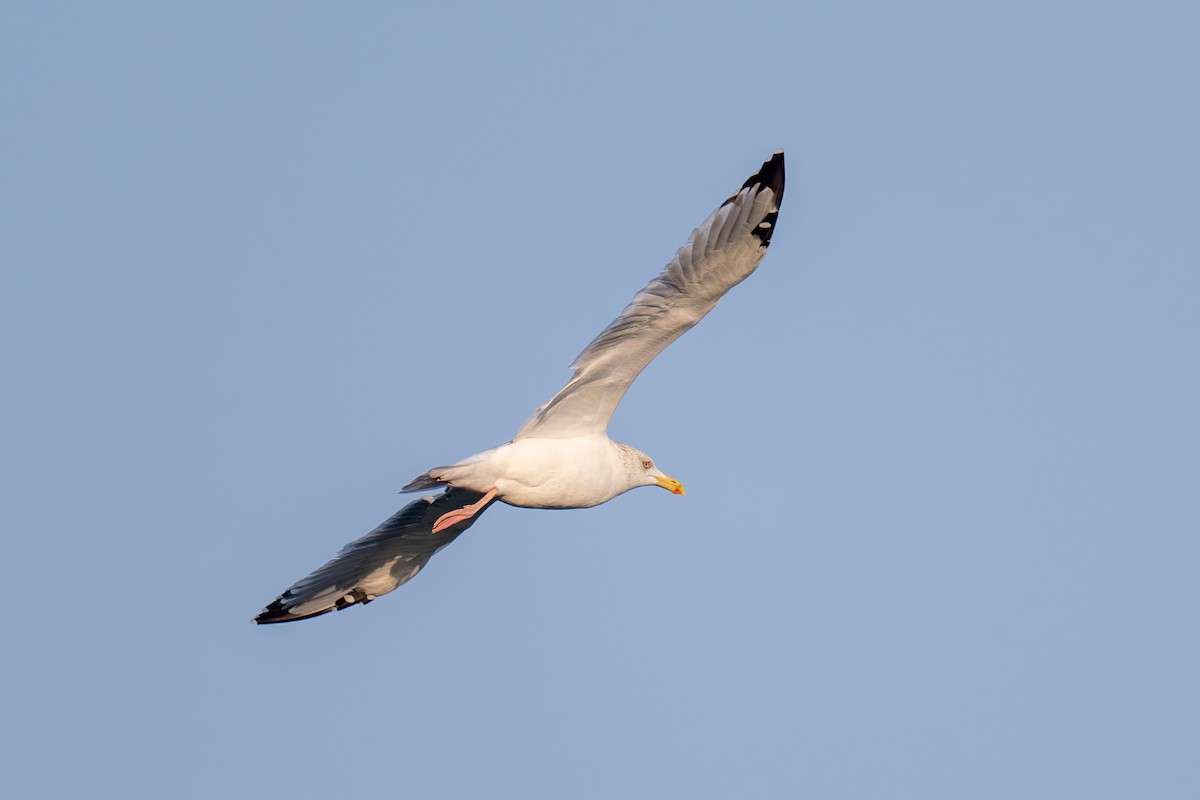 Vega Gull - ML646513065