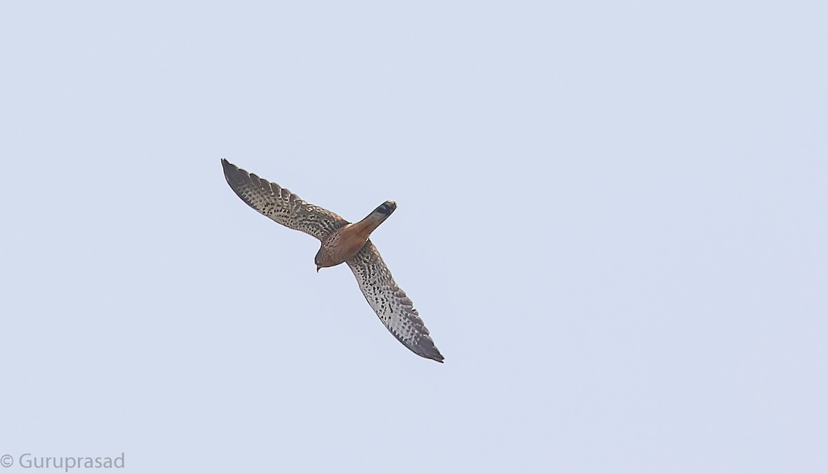 Eurasian Kestrel - ML646513067