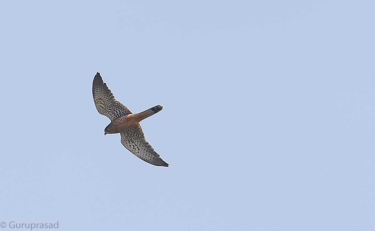 Eurasian Kestrel - ML646513068