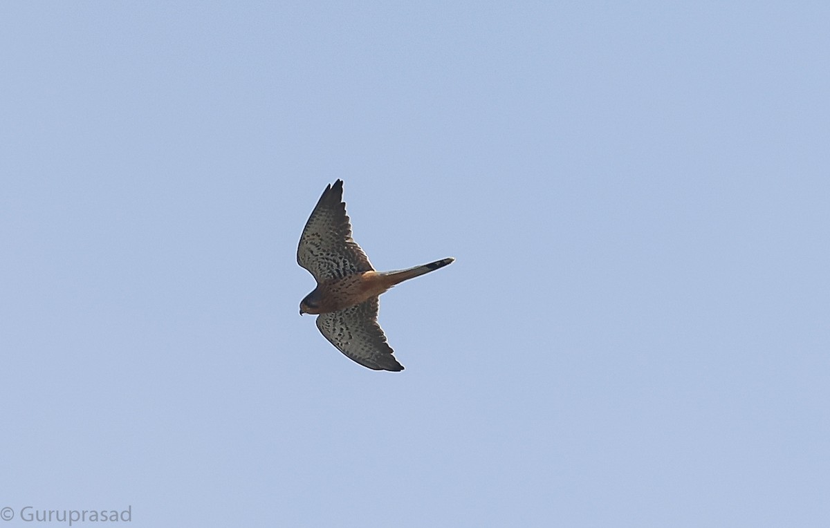 Eurasian Kestrel - ML646513069