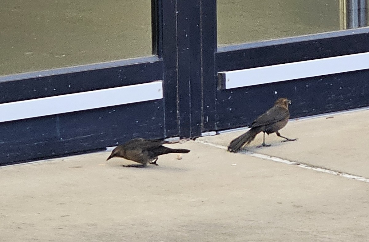 Great-tailed Grackle - ML646513070