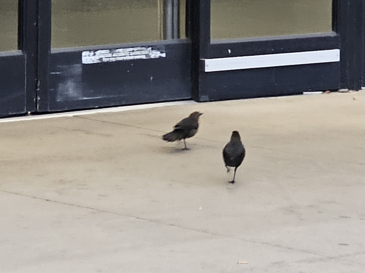 Great-tailed Grackle - ML646513071