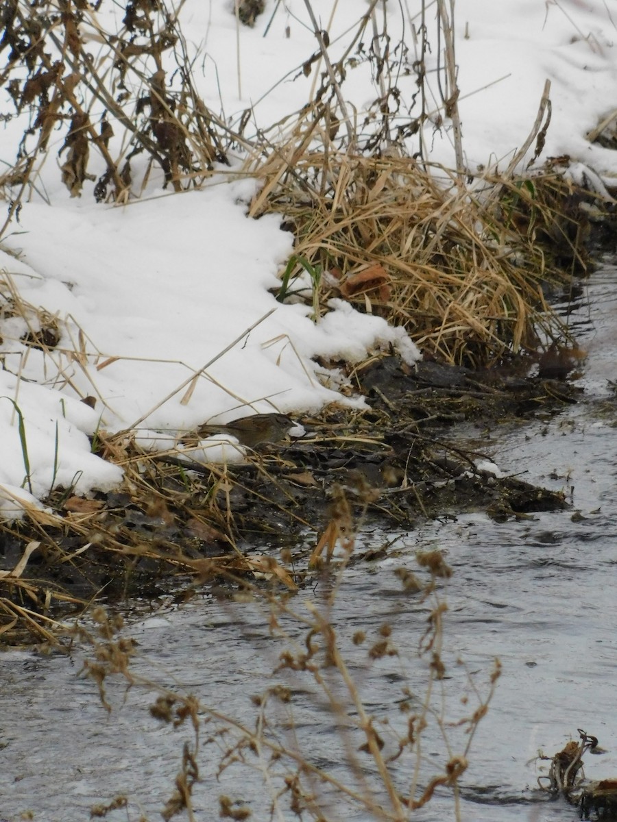 Sumpfammer - ML646513072