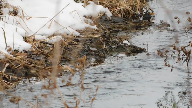 Swamp Sparrow - ML646513074