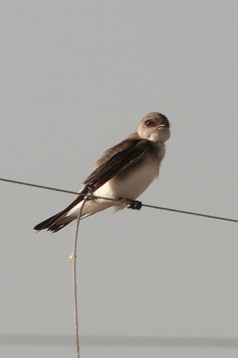 Gray-throated Martin - ML646513075