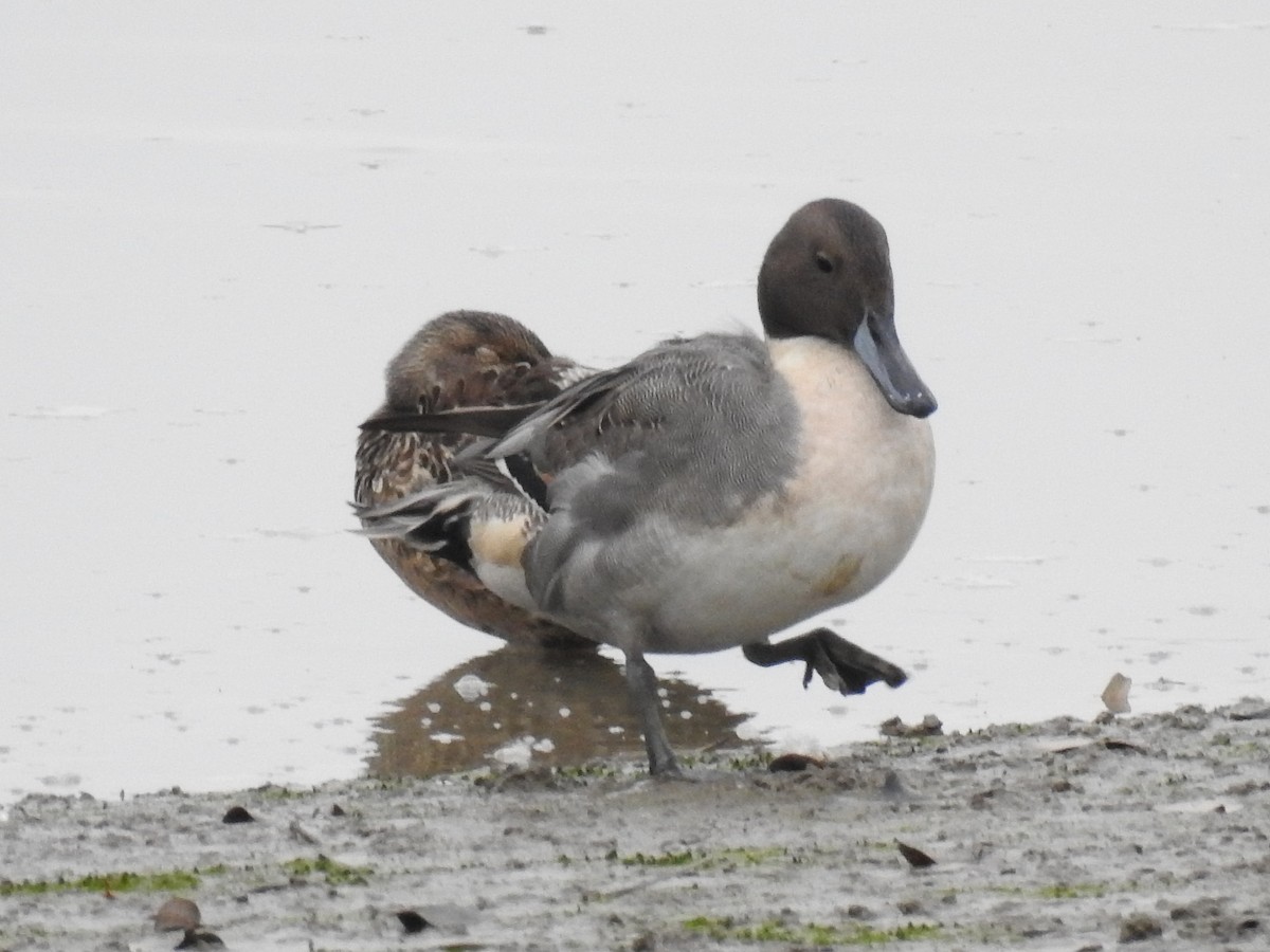 Kılkuyruk - ML646513076