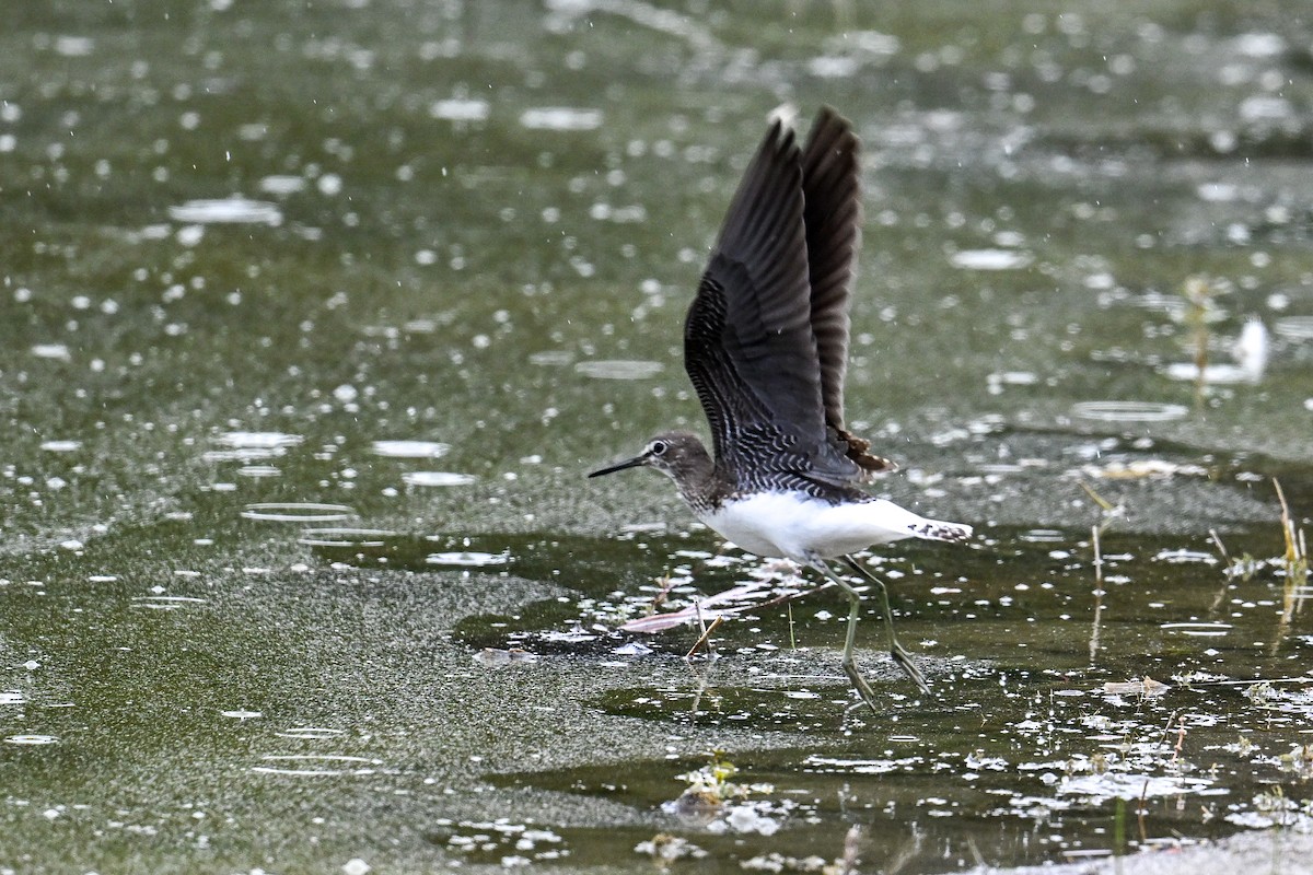 vodouš kropenatý - ML646513077