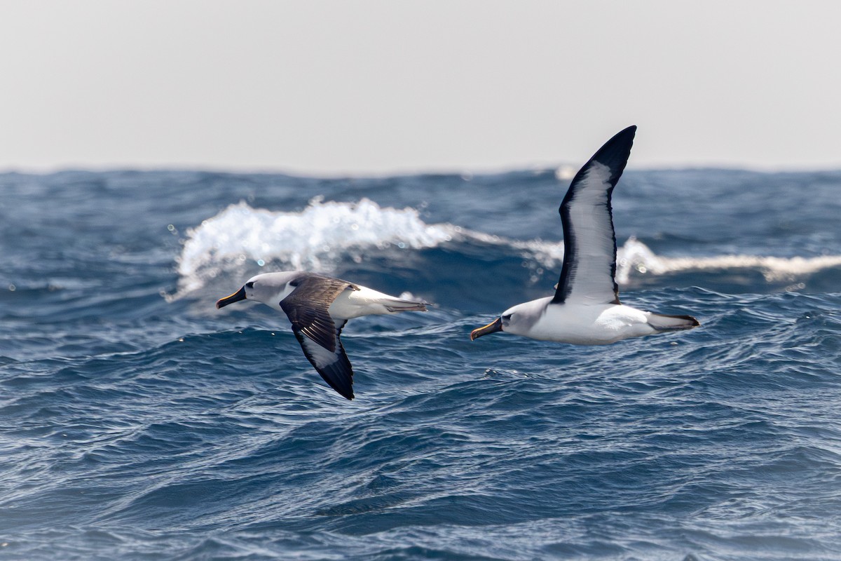 Atlantic Yellow-nosed Albatross - ML646513079