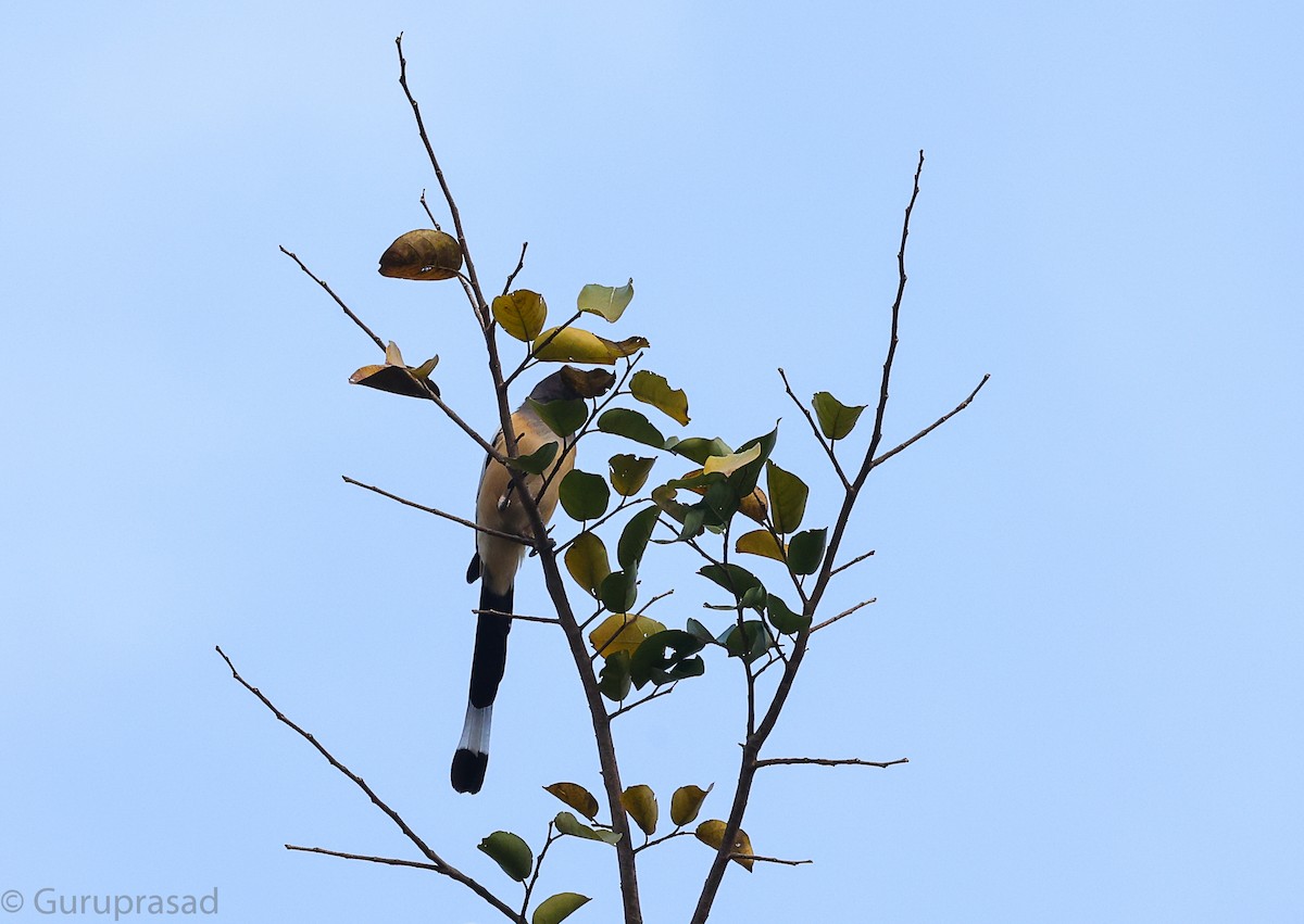 チャイロオナガ - ML646513082