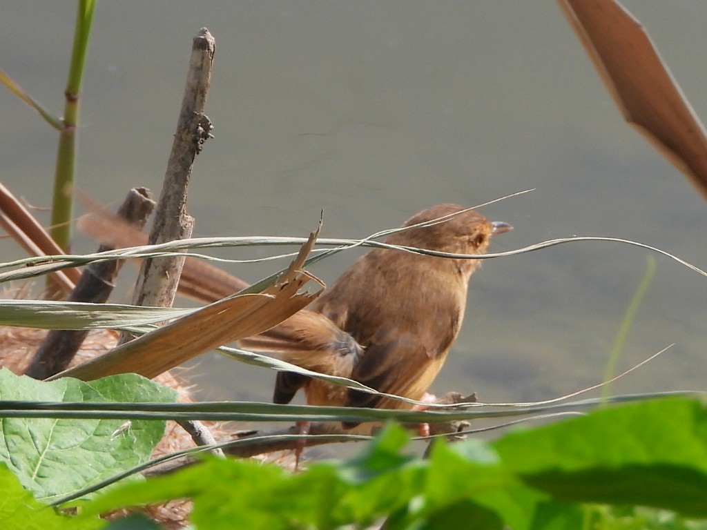 Schlichtprinie - ML646513085