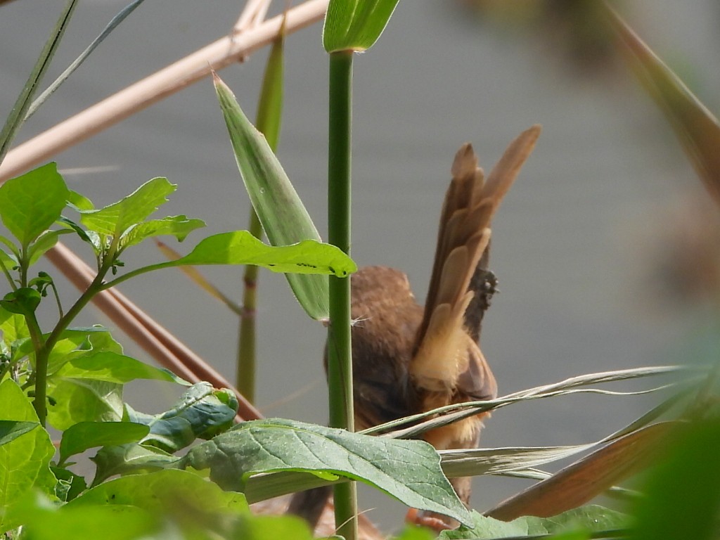 Schlichtprinie - ML646513086