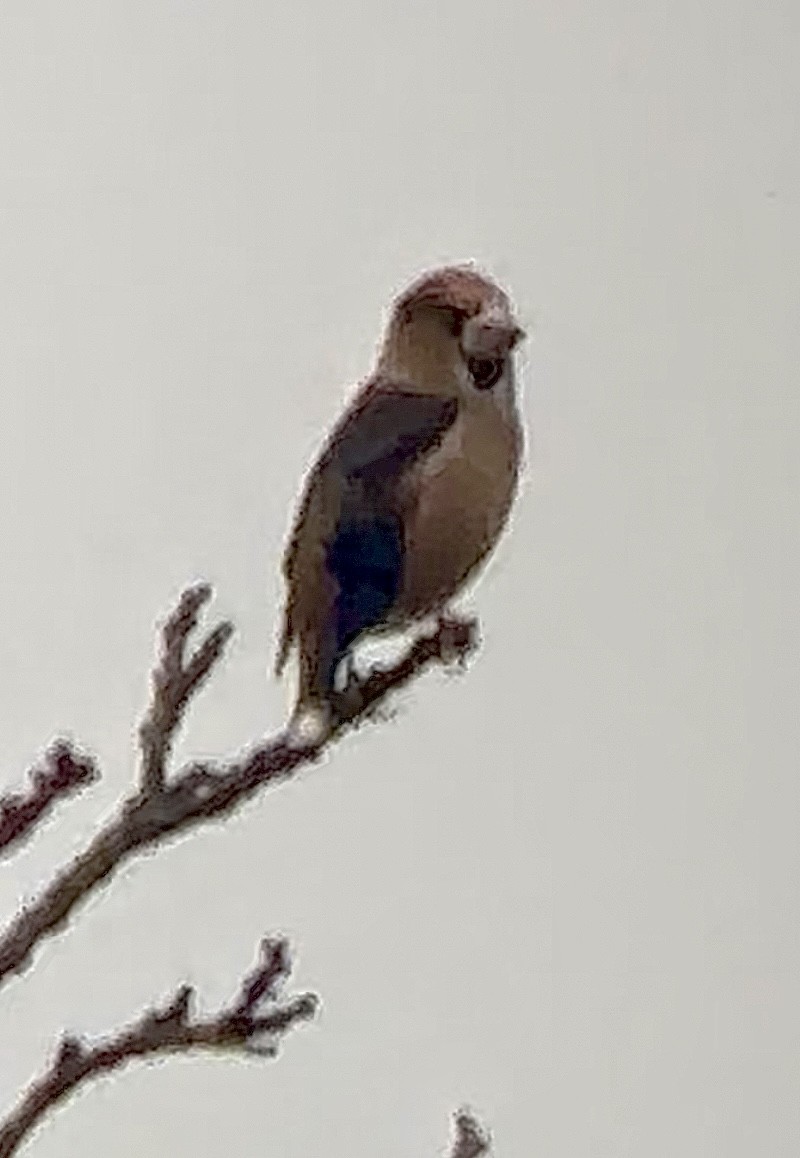 Hawfinch - ML646513087