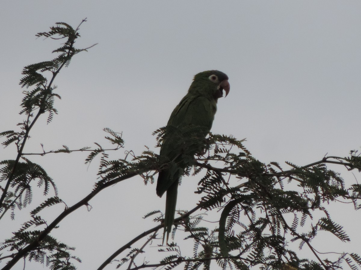 Синелобая аратинга - ML646513088