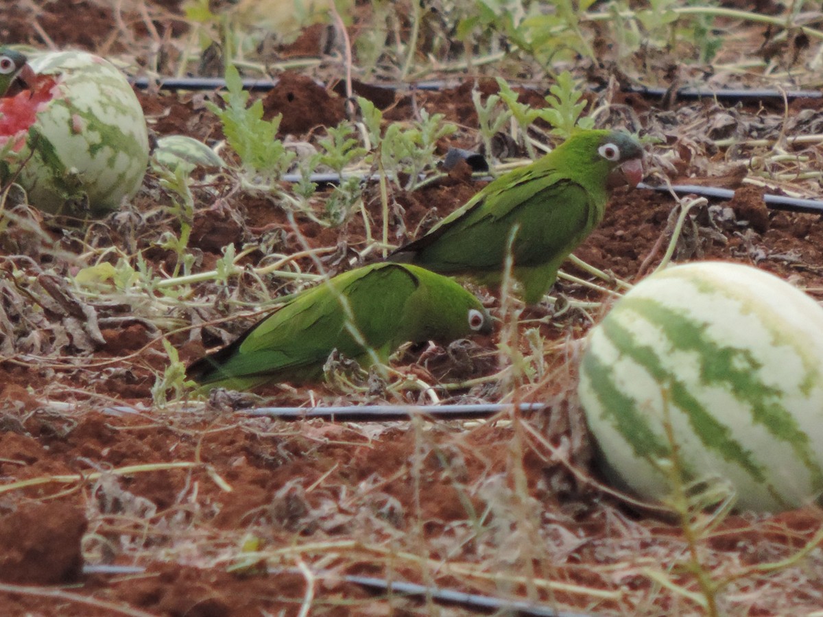 Синелобая аратинга - ML646513089