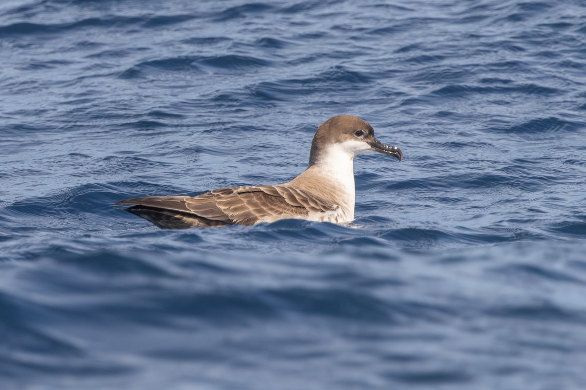 Great Shearwater - ML646513090